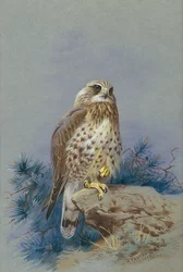 A Rough Legged Buzzard