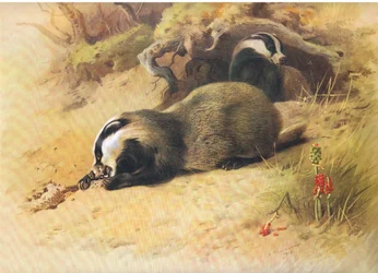 Badgers, from Thorburn