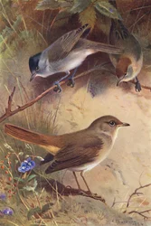 Blackcap (male and female), Nightingale