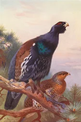 Capercaillie (male and female)
