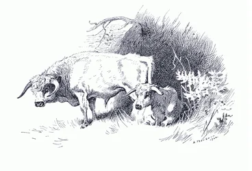 Cattle, from Thorburn