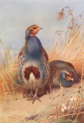 Common Partridge (male and female)