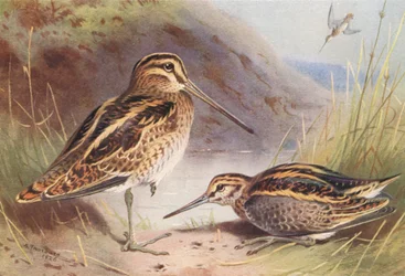 Common Snipe, Jack Snipe