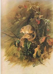 Dormouse, from Thorburn