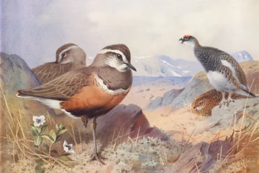 Dotterel, Ptarmigan (Male and Female, Summer)