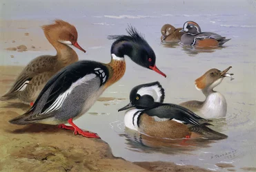Ducks by a Lake