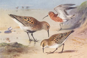 Dunlin (Summer), Curlew-Sandpiper (Summer), Little Stint (Summer)