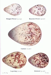 Eggs: Ring Plover, Kentish Plover, Curlew, Lapwing, Dotterel, from Birds of the British Isles and Their Eggs published by Frederick Warne & Co Ltd, 1958