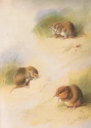 Field Vole, Bank Vole and Orkney Vole, from Thorburn
