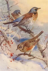 Fieldfare, Redwing
