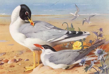 Great Black-Headed Gull, Caspian Tern