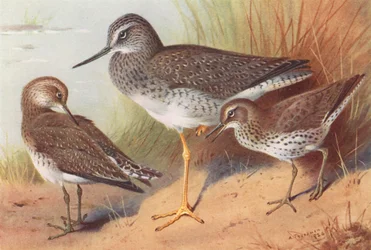 Greater Yellowshank, Solitary Sandpiper, Spotted Sandpiper