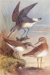 Green Sandpiper, Common Sandpiper, Wood-Sandpiper