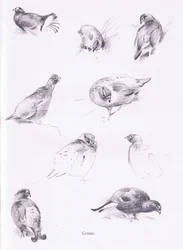 Grouse