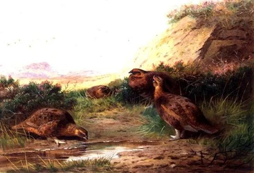 Grouse in a Landscape