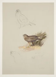 Harrier, c.1915