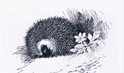 Hedgehog, Nature in Britain