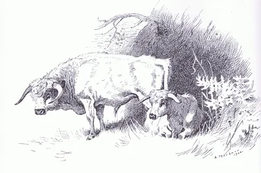 Highland Cattle, pub. by Book Club Associates