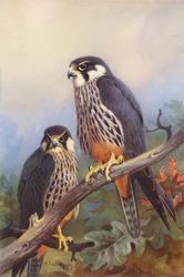 Hobby (male and female)