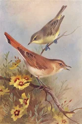 Icterine Warbler, Rufous Warbler