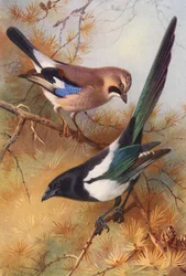 Jay, Magpie