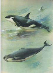 Killer Pilot Whale, from Thorburn