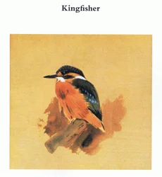 Kingfisher