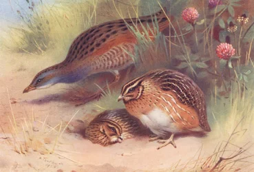 Land-Rail, Quail (Male and Female)