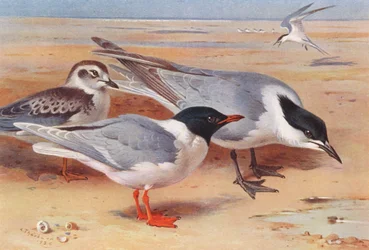 Little Gull (adult and young), Gull-Billed Tern