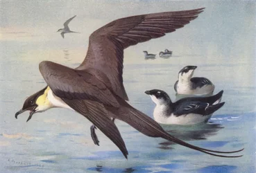 Long-Tailed Skua, Little Auk (winter)