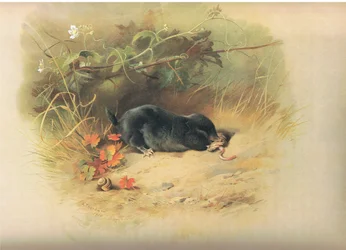Mole with Worm, from Thorburn