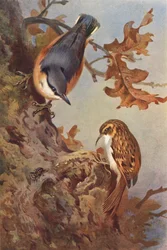 Nuthatch, Tree-Creeper