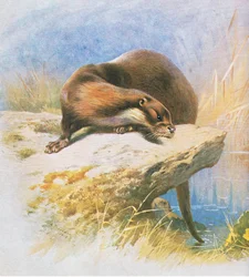 Otter