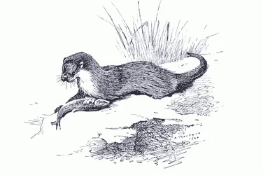 Otter with Fish, from Thorburn