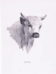 Park Cattle