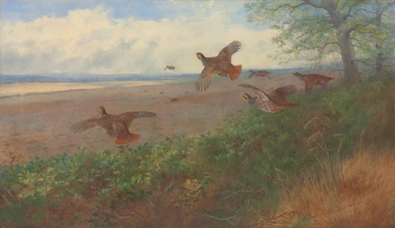 Partridges in flight