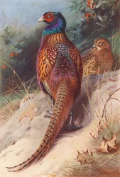 Pheasant (Male and Female)