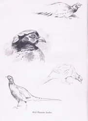 Pheasants