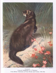 Polecat, Nature in Britain