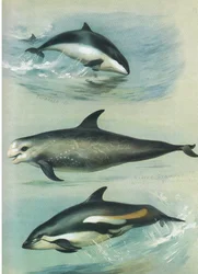 Porpoise, Risso