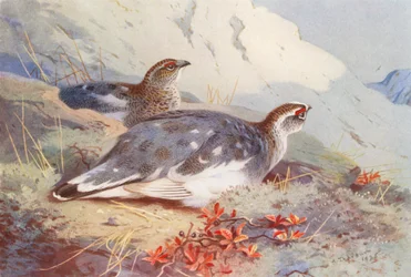 Ptarmigan (male and female, autumn)