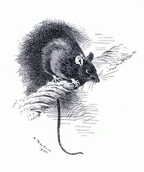 Rat, pub. by Book Club Associates
