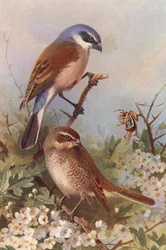 Red-Backed Shrike (male and female)