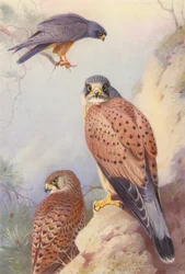 Red-Footed Falcon, Kestrel (male and female)