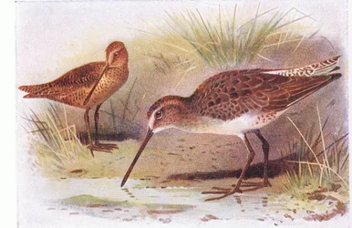 Red Breasted Snipe, from Birds of the British Isles and Their Eggs
