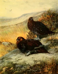 Red Grouse
