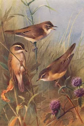 Reed-Warbler, Sedge-Warbler, Marsh-Warbler
