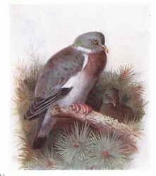 Ring Dove, from Birds of the British Isles and Their Eggs