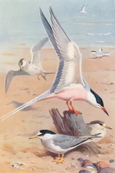 Roseate Tern (adult and young), Little Tern (adult and young)