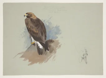 Sea eagle and pencil sketch of rabbit, c.1915
